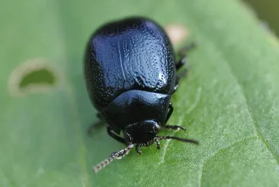 chrysolina haemoptera