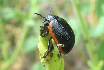 Chrysolina sanguinolenta