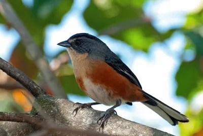 Poospiza lateralis