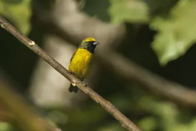 Eufonia coronagialla