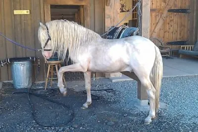 Spanish barb