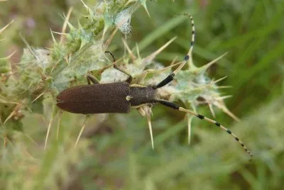 Agapanthia annuralis jigsaw puzzle