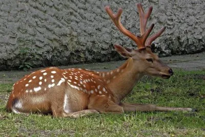 Sika della manciuria