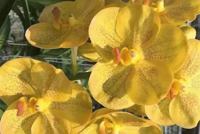 flores jigsaw puzzle
