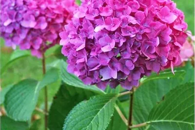 flores jigsaw puzzle