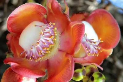 flores jigsaw puzzle