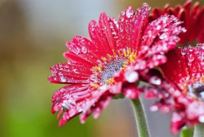 flores jigsaw puzzle