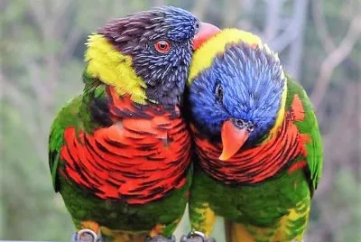 cores