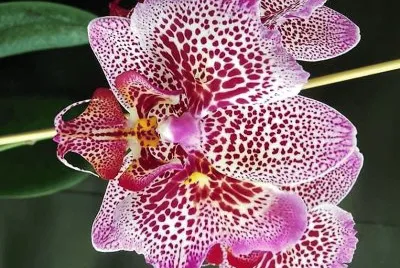 flores jigsaw puzzle