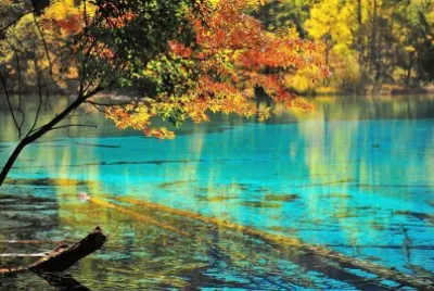 natural jigsaw puzzle