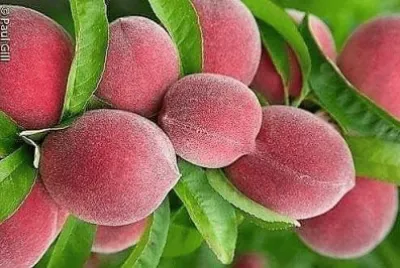 frutas jigsaw puzzle