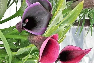 flores jigsaw puzzle