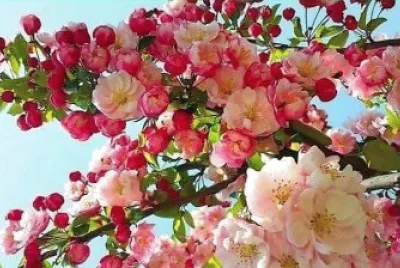 flores jigsaw puzzle