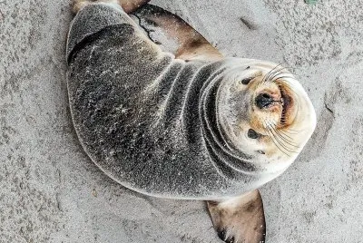 natural jigsaw puzzle