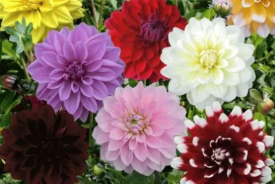Dahlias jigsaw puzzle