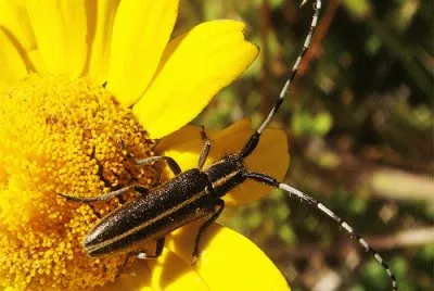 Agapanthia suturalis jigsaw puzzle