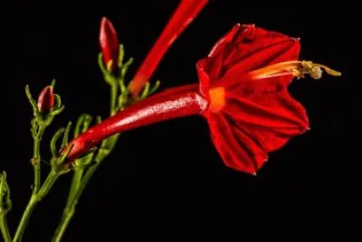 Imagem jigsaw puzzle