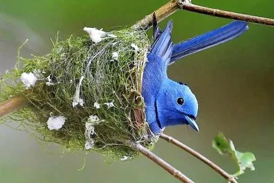 natural