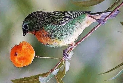 natural