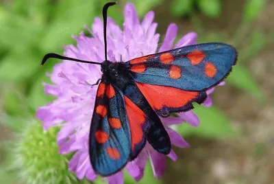 Zygaena transalpina jigsaw puzzle