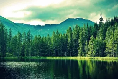 bosque jigsaw puzzle