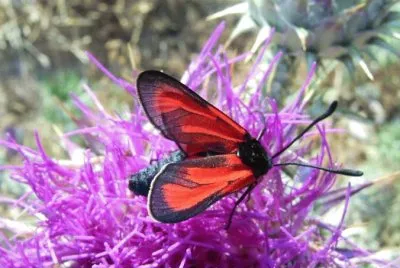 zygaena purpuralis jigsaw puzzle