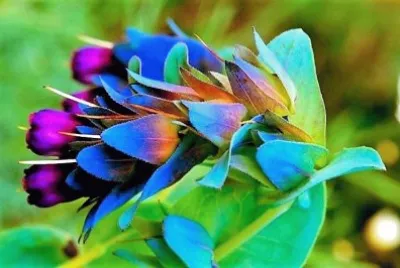 flores jigsaw puzzle