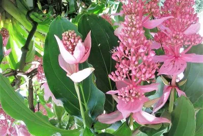 flores jigsaw puzzle