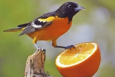 natural jigsaw puzzle