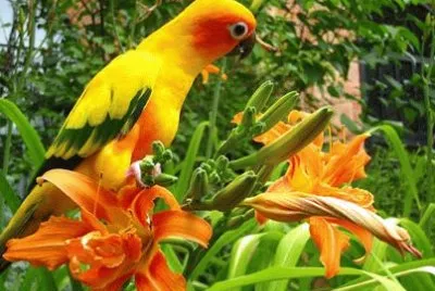 natural jigsaw puzzle