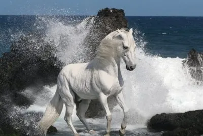 CABALLO MUSTANG