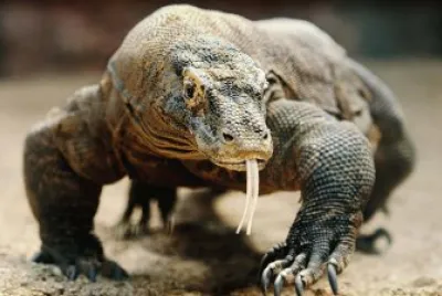 DRAGON DE COMODO