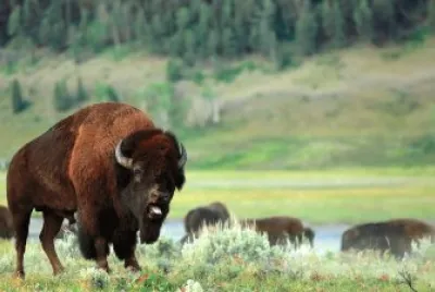 BISON