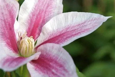 flores jigsaw puzzle