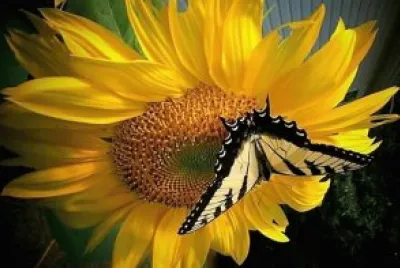 flores jigsaw puzzle