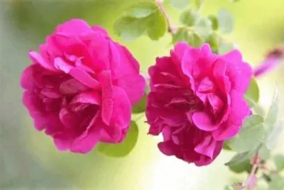 flores jigsaw puzzle