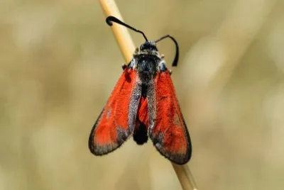 Zigaena punctum