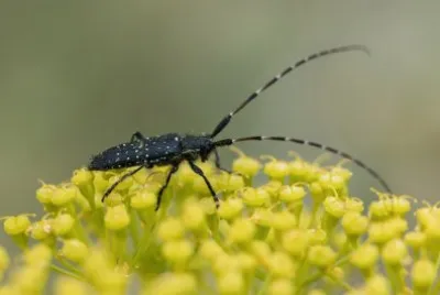 Agapanthia irrorata jigsaw puzzle