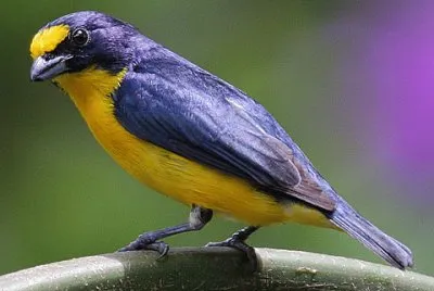 Eufonia golagialla