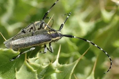 Agapantyia cinarae