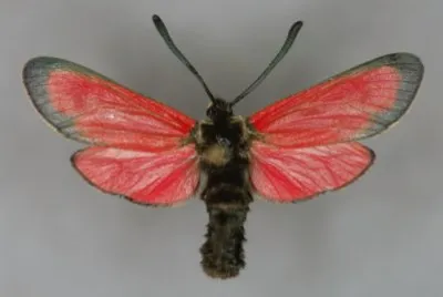 Zygaena rubicundus