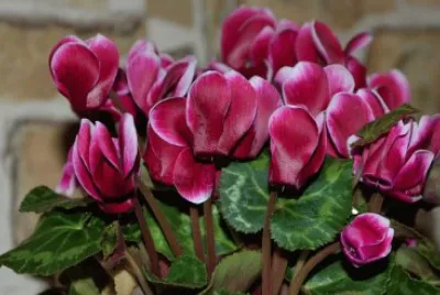 Cyclamen jigsaw puzzle