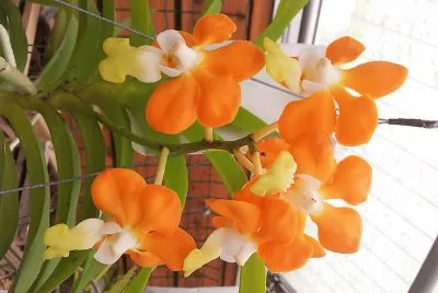 flores jigsaw puzzle