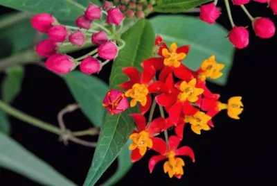 flores jigsaw puzzle
