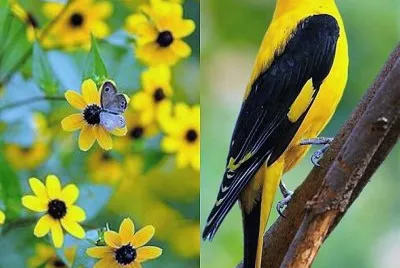 natural jigsaw puzzle