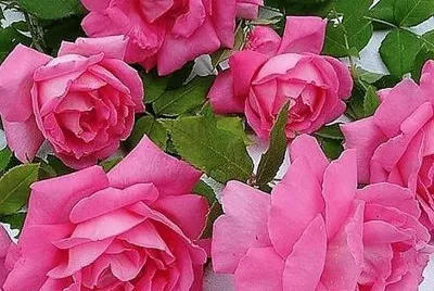 flores jigsaw puzzle