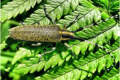 Agapanthia asphodeli jigsaw puzzle