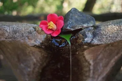 Agua e flor jigsaw puzzle