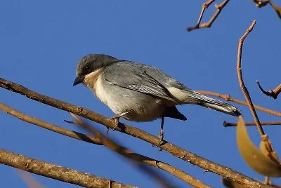 Poospiza cinerea