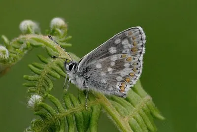 Aricia artaxerxes